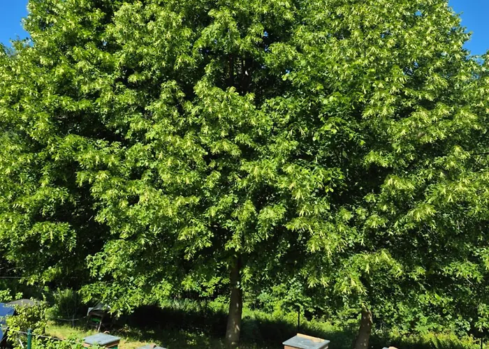 Miodowa Brzegi (Tatra)